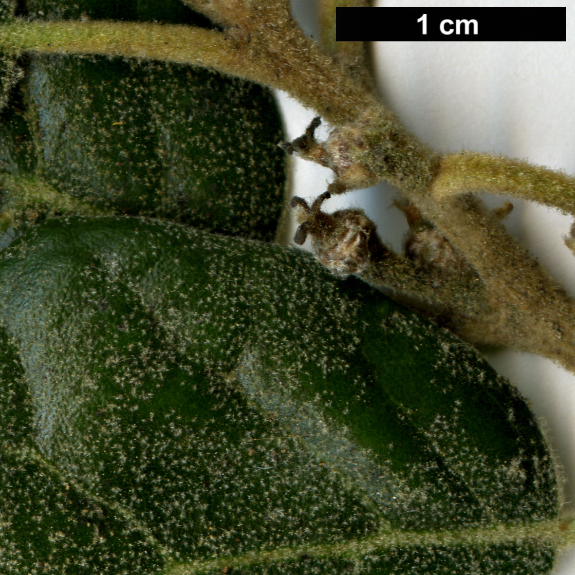 High resolution image: Family: Fagaceae - Genus: Quercus - Taxon: agrifolia - SpeciesSub: var. oxyadenia